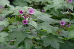 Purpleflowering raspberry